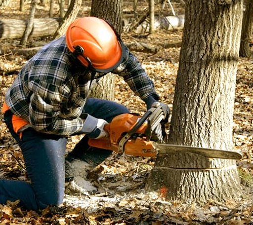 Tree Removal in Natural Bridge Station, VA